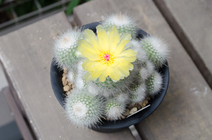 小町（Parodia（Notocactus） scopa ssp. scopa）