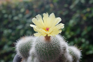 小町（Parodia（Notocactus） scopa ssp. scopa）