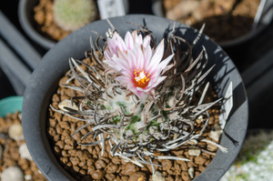 昇竜丸（Turbinicarpus schmiedickeanus）