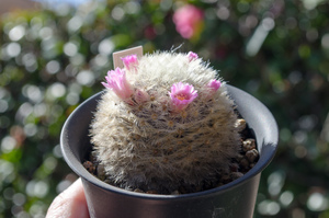 カルメナエ（Mammillaria carmenae）