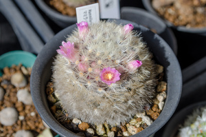 カルメナエ（Mammillaria carmenae）