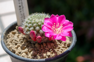 研宝丸（Rebutia violaciflora v. knuthiana）