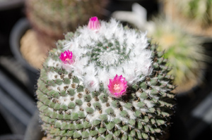 景清（Mammillaria sempervivi var. caput-medusae）