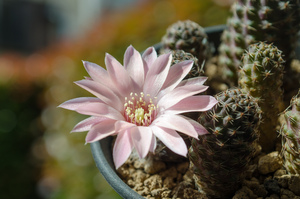 レウカンテマ（っぽいの）（Rebutia leucanthema aff. HJ 490 (Rancho Santa Rosa, Bolivia)）