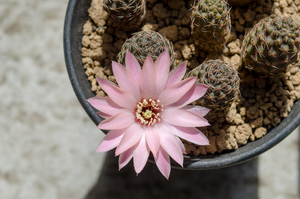 レウカンテマ（っぽいの）（Rebutia leucanthema aff. HJ 490 (Rancho Santa Rosa, Bolivia)）