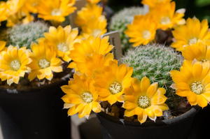 フラビスティラ（Rebutia flavistyla BLMT 769.07）