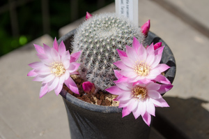 ナルバエセンシス（Rebutia narvaecensis MN 528 (Narvaez, Tarija, Bolivia)）