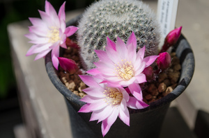 ナルバエセンシス（Rebutia narvaecensis MN 528 (Narvaez, Tarija, Bolivia)）