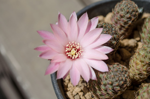 レウカンテマ（っぽいの）（Rebutia leucanthema aff. HJ 490 (Rancho Santa Rosa, Bolivia)）