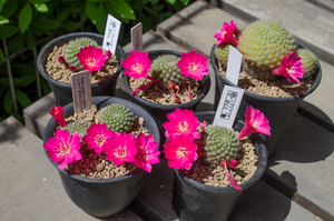 研宝丸（Rebutia violaciflora v. knuthiana）