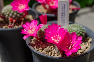 研宝丸（Rebutia violaciflora v. knuthiana）