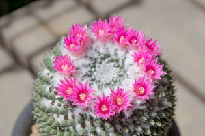 景清（Mammillaria sempervivi var. caput-medusae）