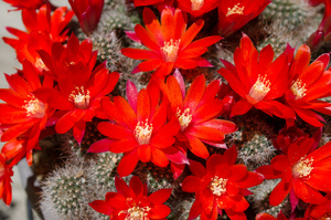 フスカ（Rebutia fusca FR 940）