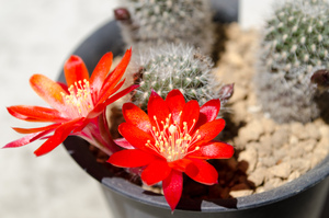 フスカ（Rebutia fusca FR 940）