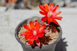 フスカ（Rebutia fusca FR 940）