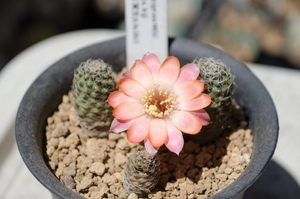 ピグマエア（Rebutia pygmaea MN 341 (Tumbaya, Arg)）