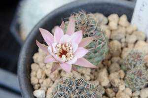 レウカンテマ（Rebutia leucanthema WR 305 (Cana Cruz, Bol)）