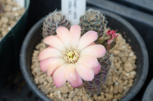 パリダ（Rebutia pygmaea 'haagei' v. pallida WR 645 (La Cueva, 3500m, Bol)）