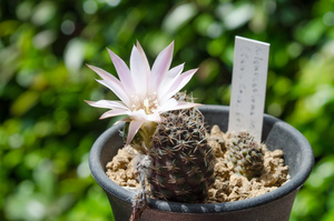 レウカンテマ（Rebutia leucanthema WR 305 (Cana Cruz, Bol)）