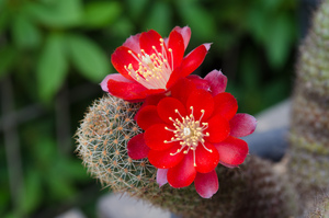 SE66（Rebutia spec. SE66 Abrade Sama, 3800m, Bol.）