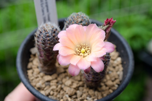 パリダ（Rebutia pygmaea 'haagei' v. pallida WR 645 (La Cueva, 3500m, Bol)）