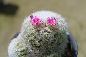 春星（Mammillaria humboldtii）