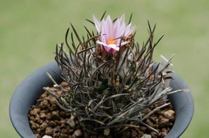 昇竜丸（Turbinicarpus schmiedickeanus）