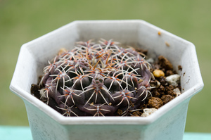 瑞昌玉（Gymnocalycium stellatum v. kleinianum）