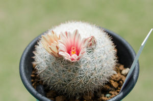 桜月（Mammillaria candida ‘Roseispina’）