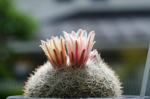 桜月（Mammillaria candida ‘Roseispina’）