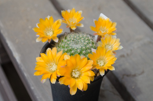 フラビスティラ（Rebutia flavistyla BLMT 769.07）