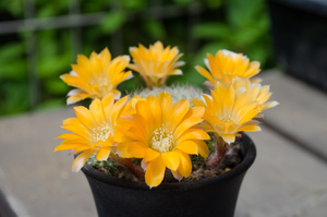 フラビスティラ（Rebutia flavistyla BLMT 769.07）