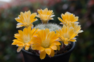 フラビスティラ（Rebutia flavistyla BLMT 769.07）