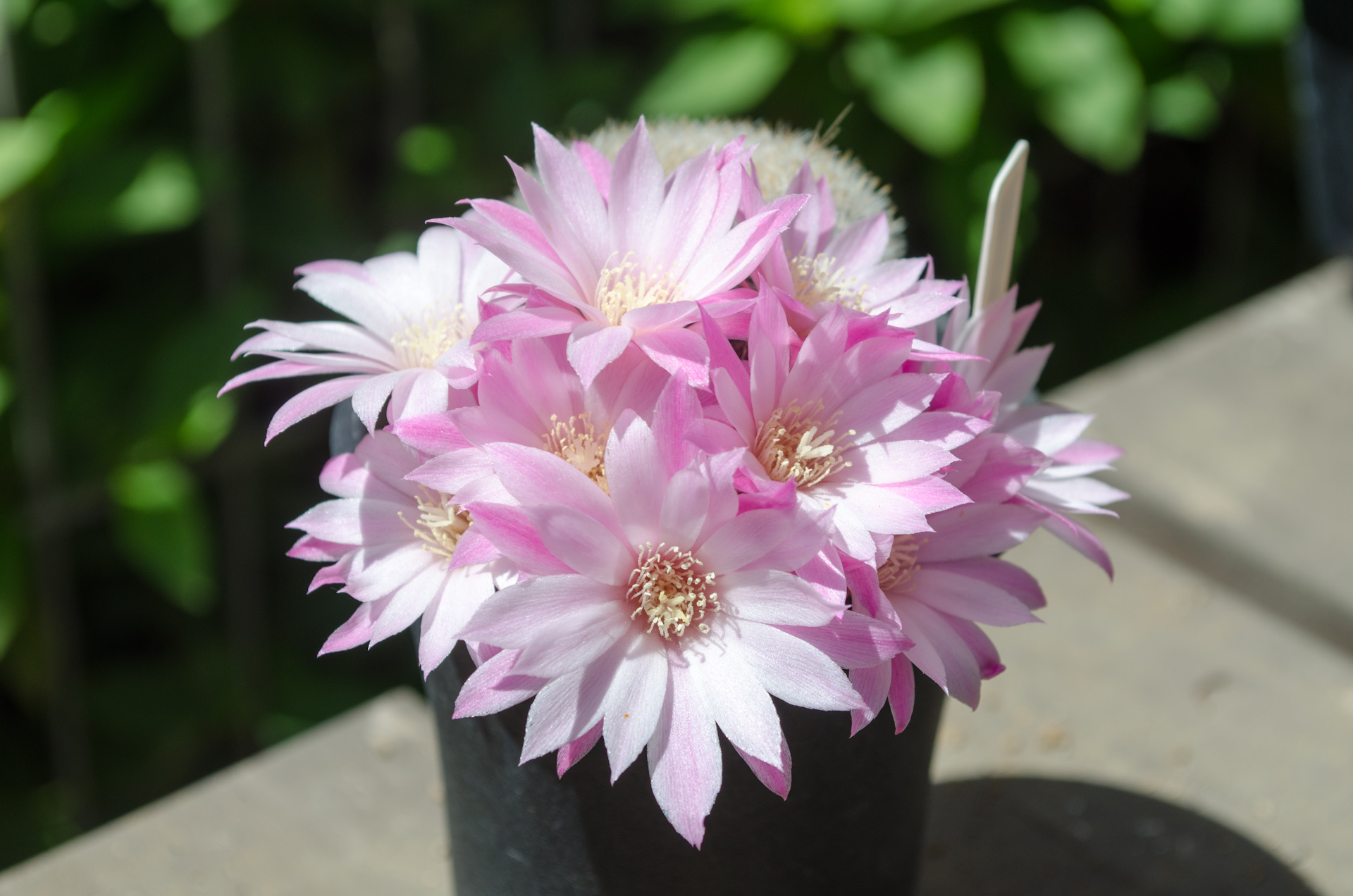 ナルバエセンシス（Rebutia narvaecensis MN 528 (Narvaez, Tarija, Bolivia)）