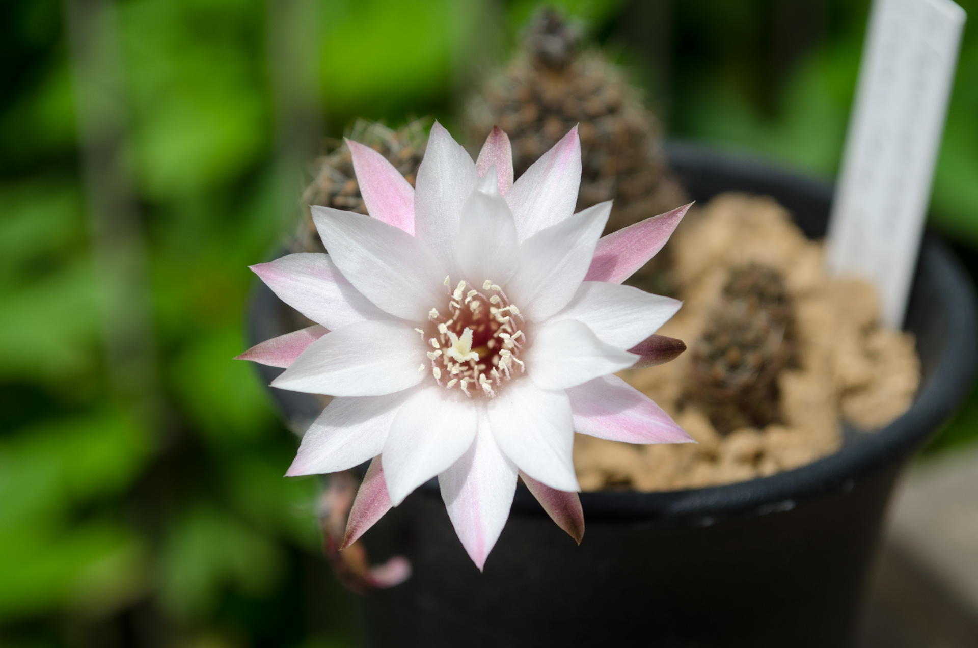 レウカンテマ（Rebutia leucanthema WR 305 (Cana Cruz, Bol)）