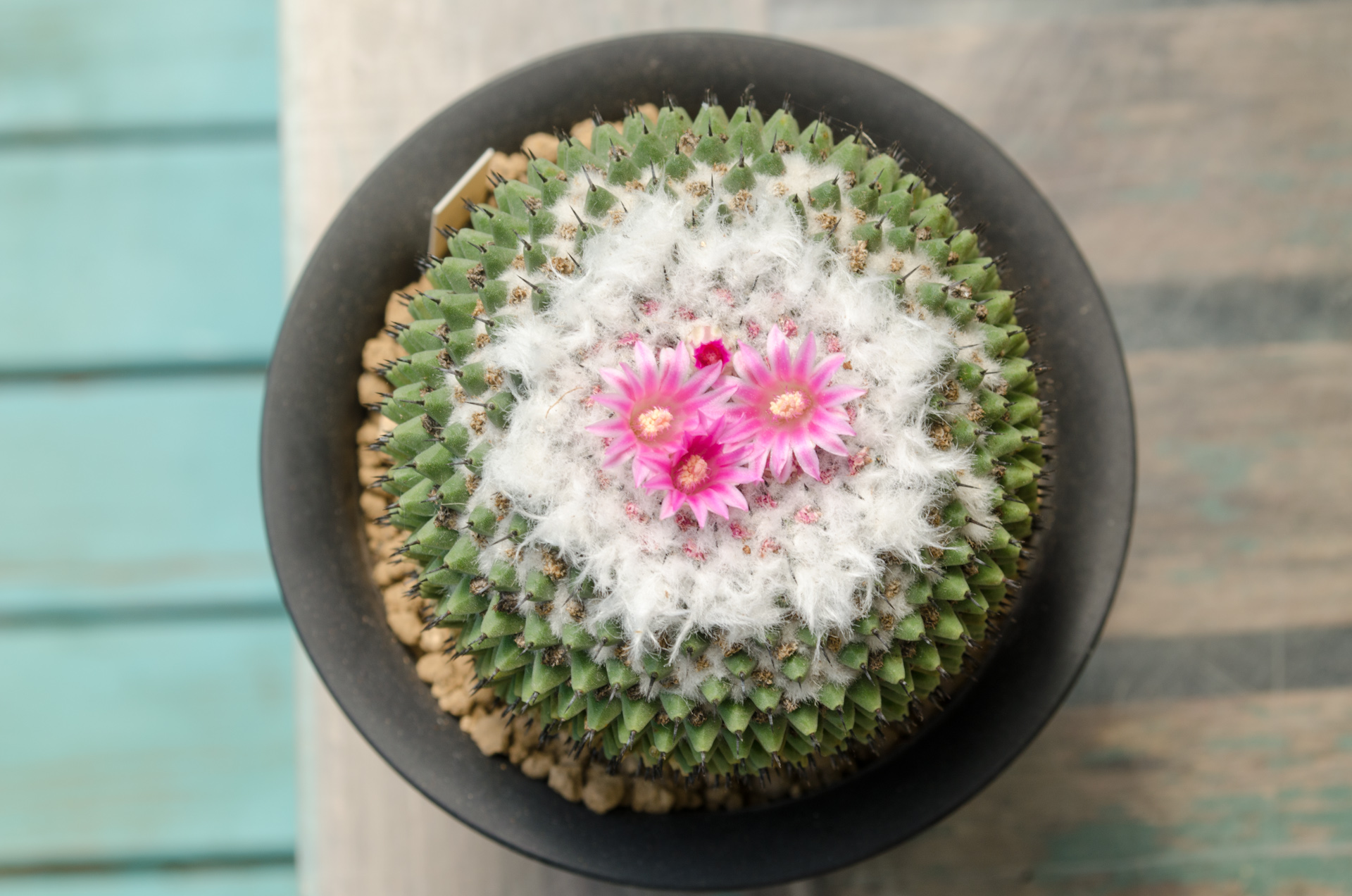 景清 – My Cactus & Succulents